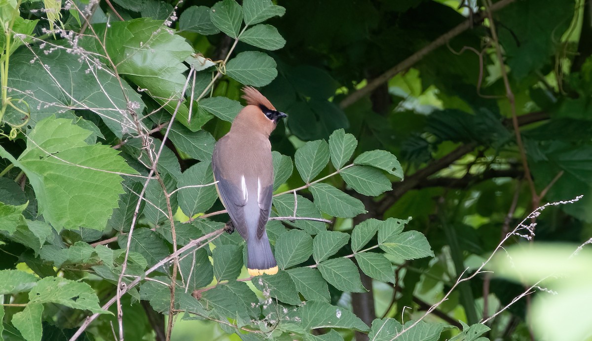 Cedar Waxwing - ML620286563