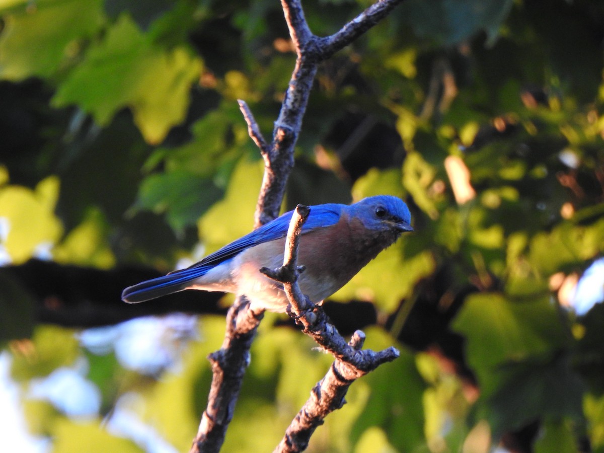 Eastern Bluebird - ML620286569