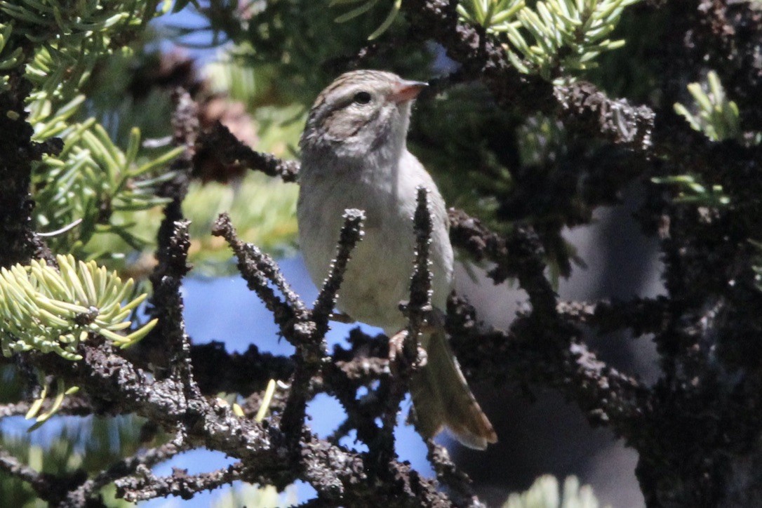 Clay-colored Sparrow - ML620286570