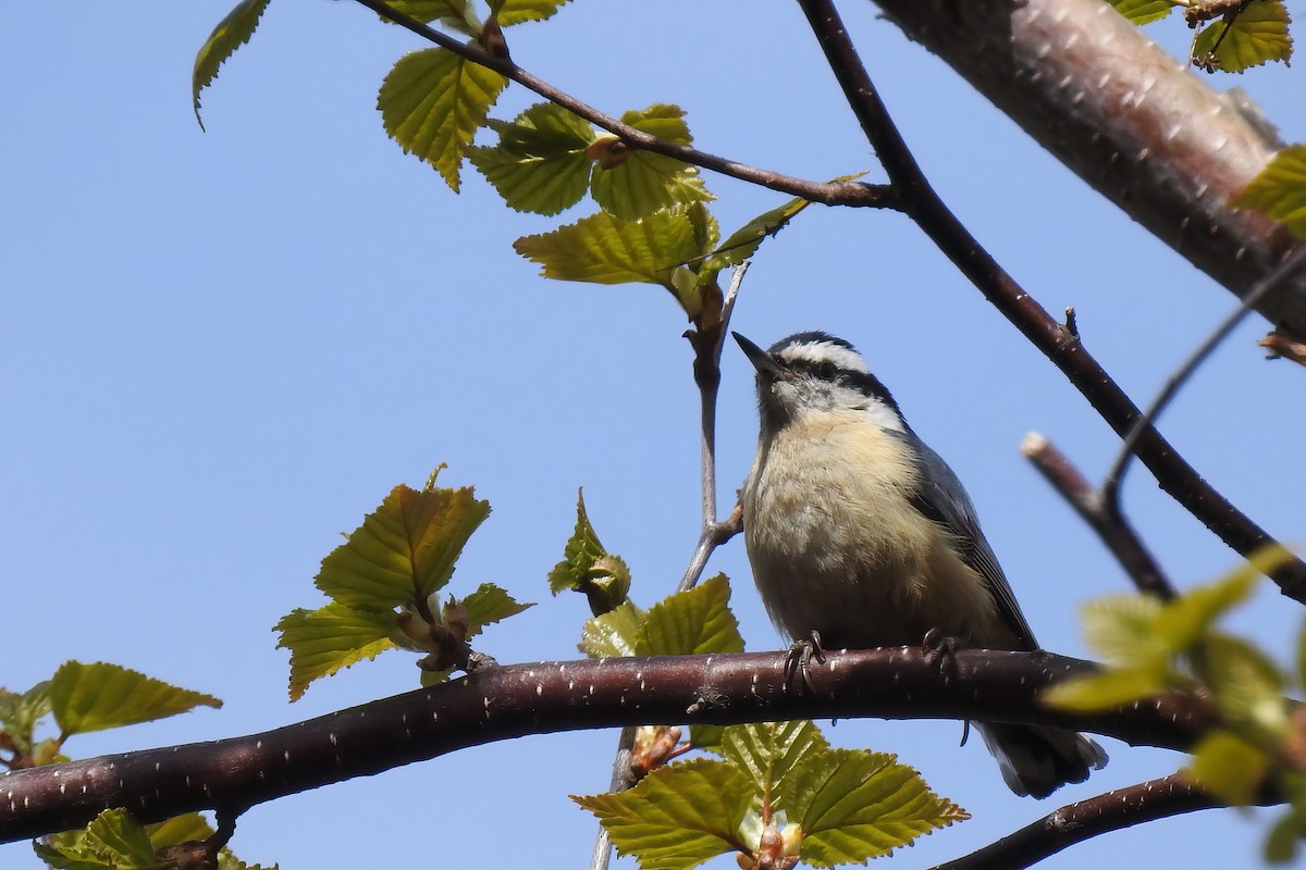 Red-breasted Nuthatch - ML620286571