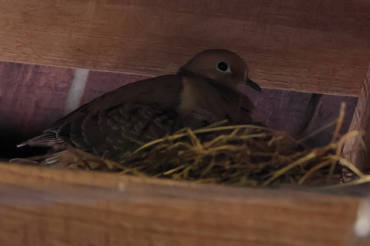 Mourning Dove - ML620286579