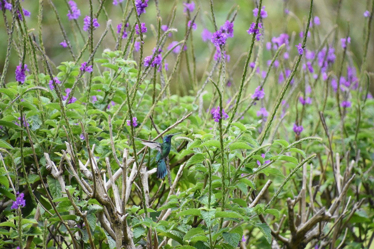 Colibrí Oreja Violeta Menor - ML620286582