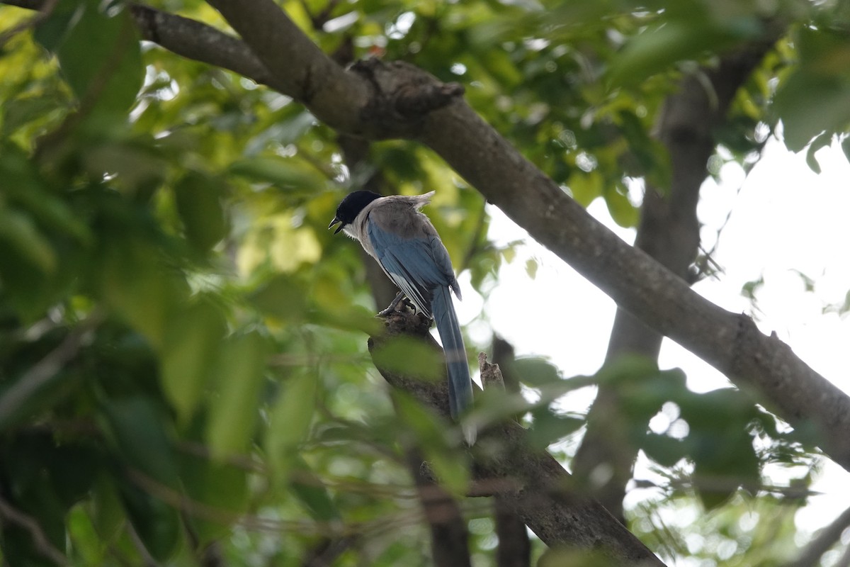 Azure-winged Magpie - ML620286585