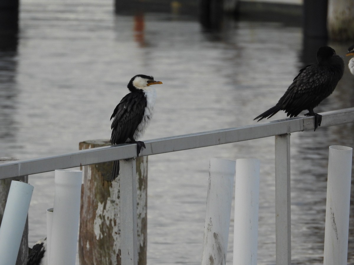 Little Pied Cormorant - ML620286590