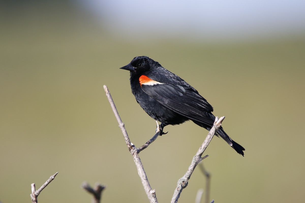 Red-winged Blackbird - Richard Hugel