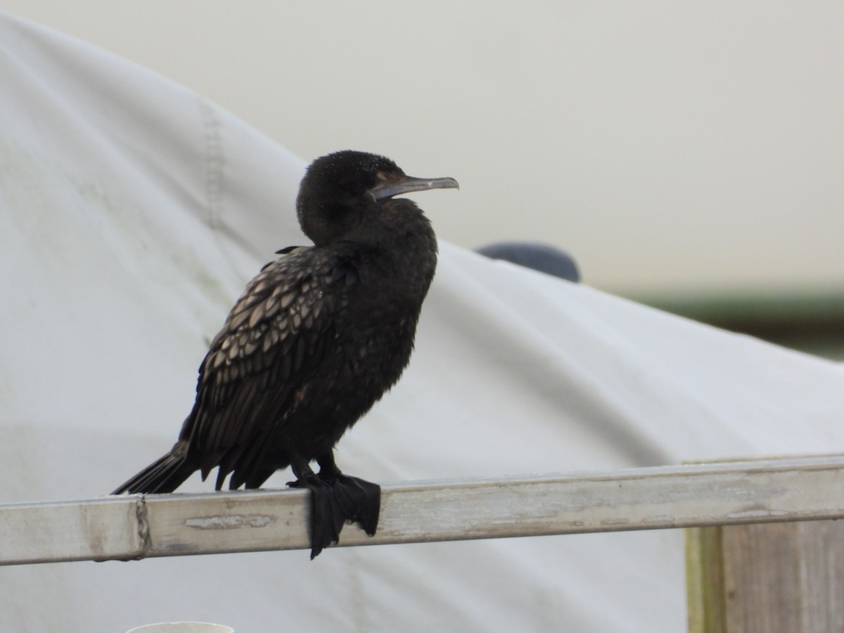 Little Black Cormorant - ML620286593