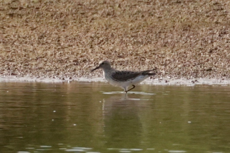 White-rumped Sandpiper - ML620286597