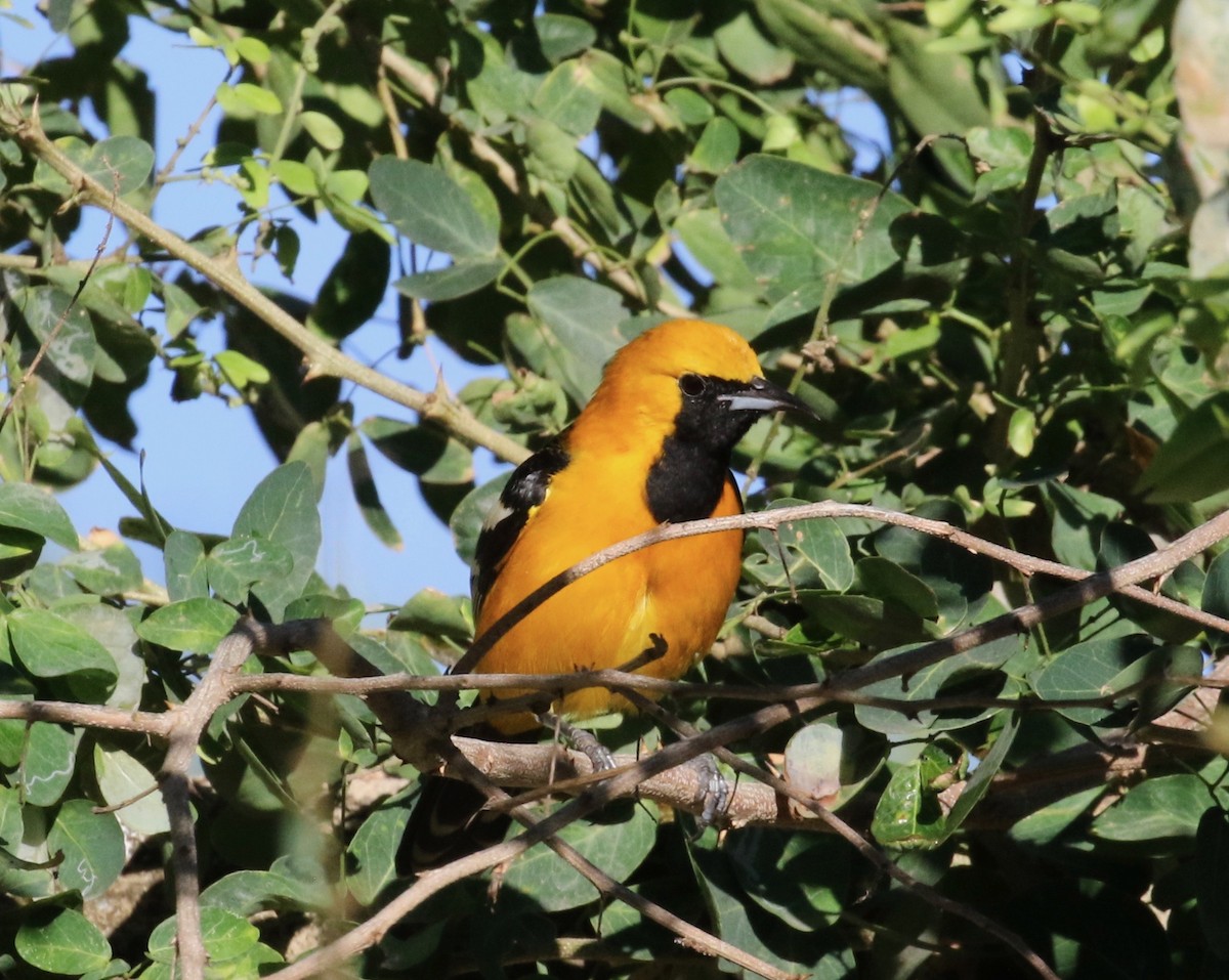 Oriole masqué - ML620286598