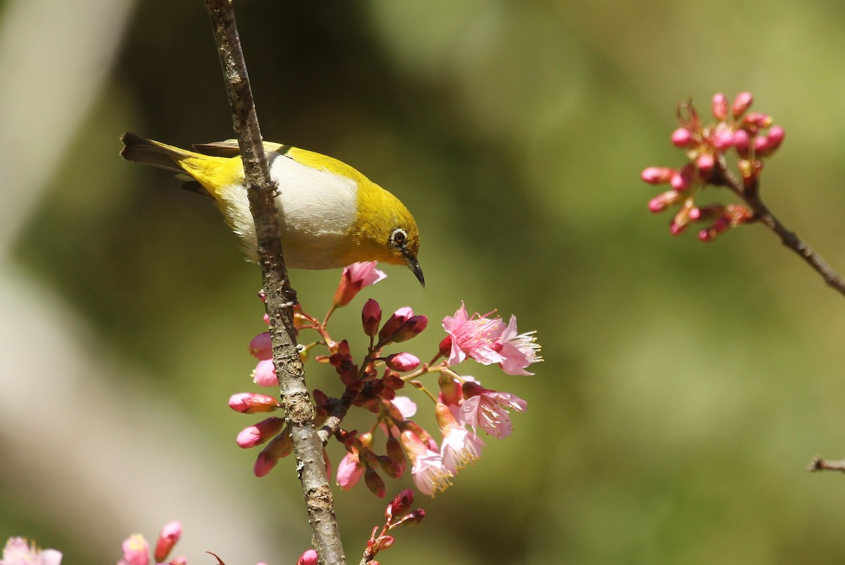 Indian White-eye - ML620286599