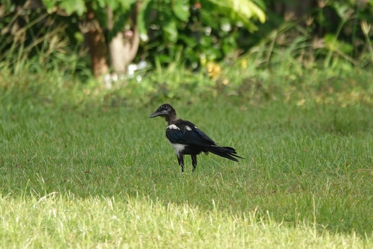 Oriental Magpie - ML620286602