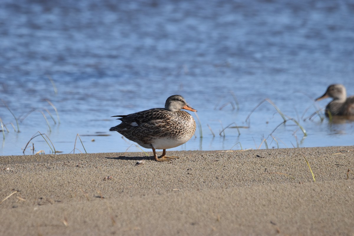 Canard chipeau - ML620286607