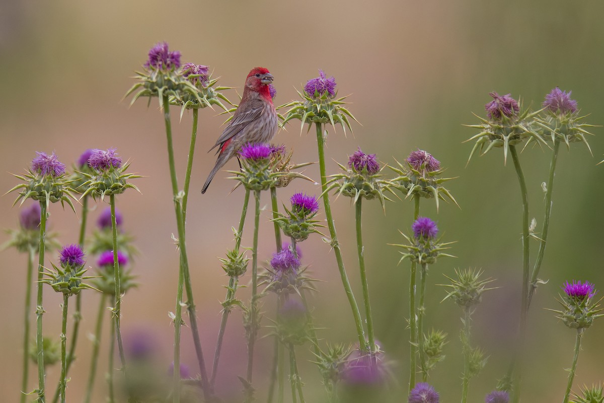 House Finch - ML620286608