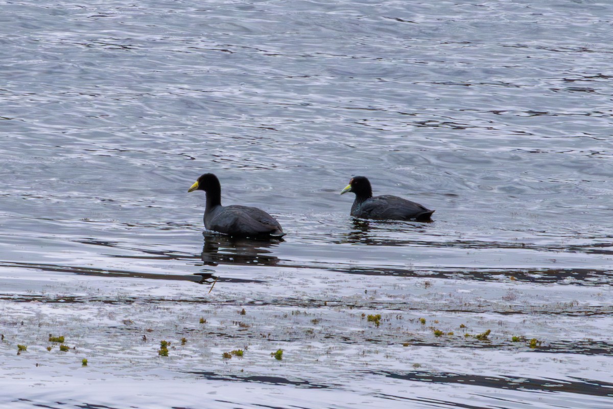 Slate-colored Coot - ML620286622