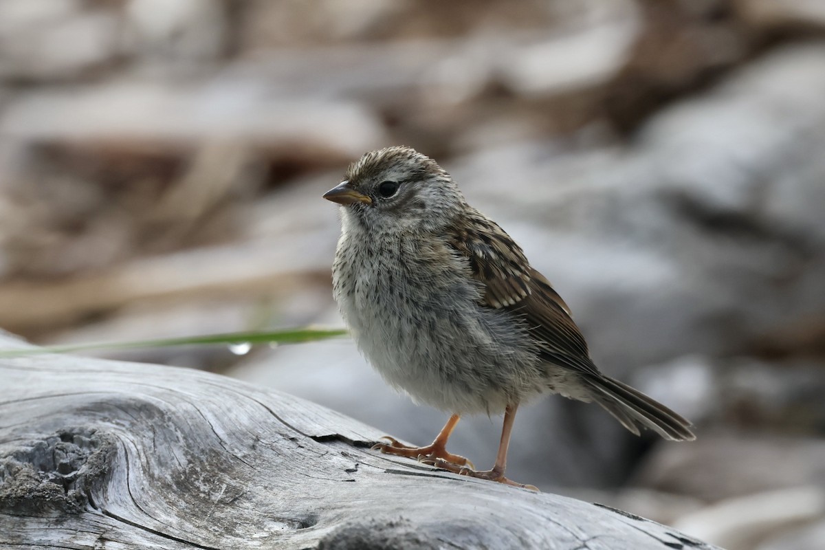 White-crowned Sparrow - ML620286630