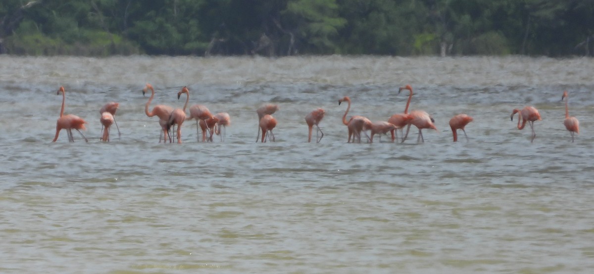 American Flamingo - ML620286633