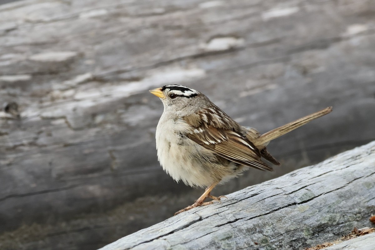 White-crowned Sparrow - ML620286636