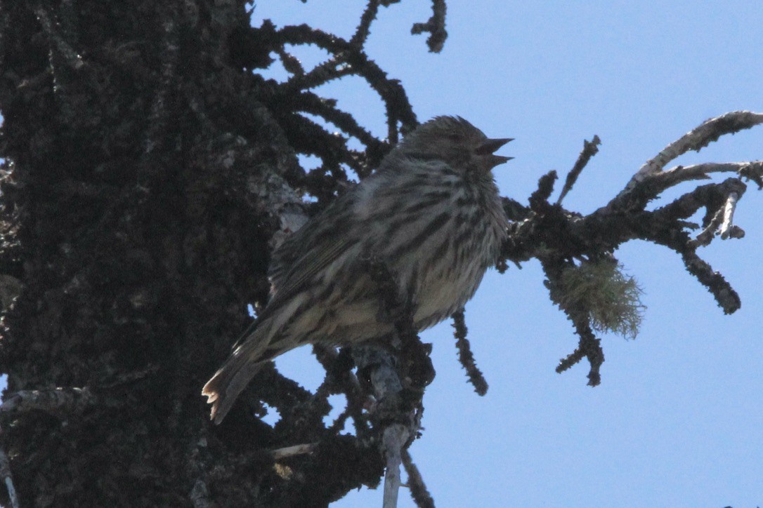 Pine Siskin - ML620286637