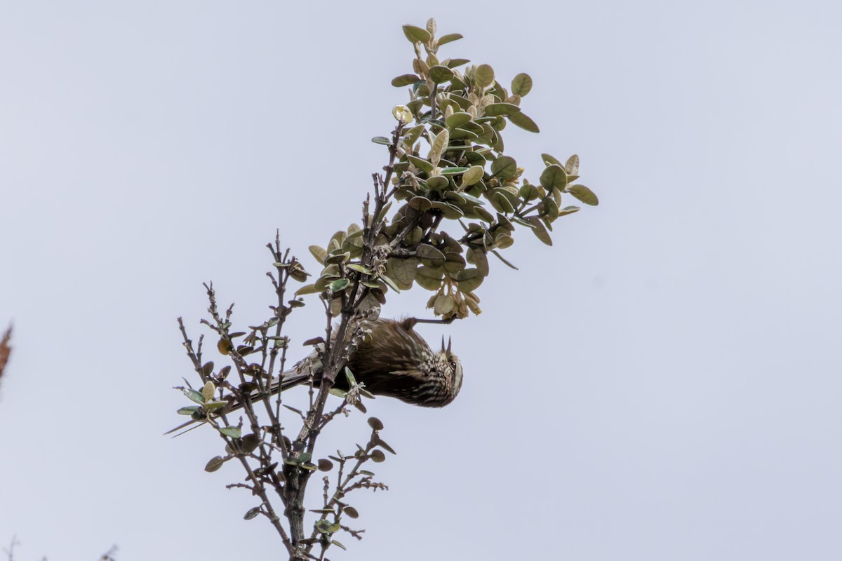 Andean Tit-Spinetail - ML620286640