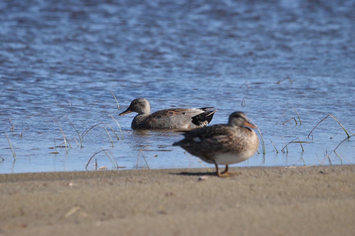 Gadwall - ML620286643