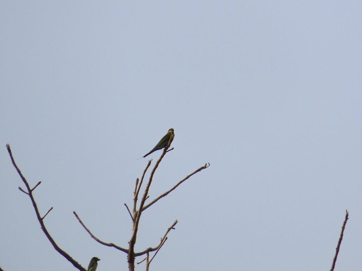 Blue-tailed Bee-eater - ML620286649