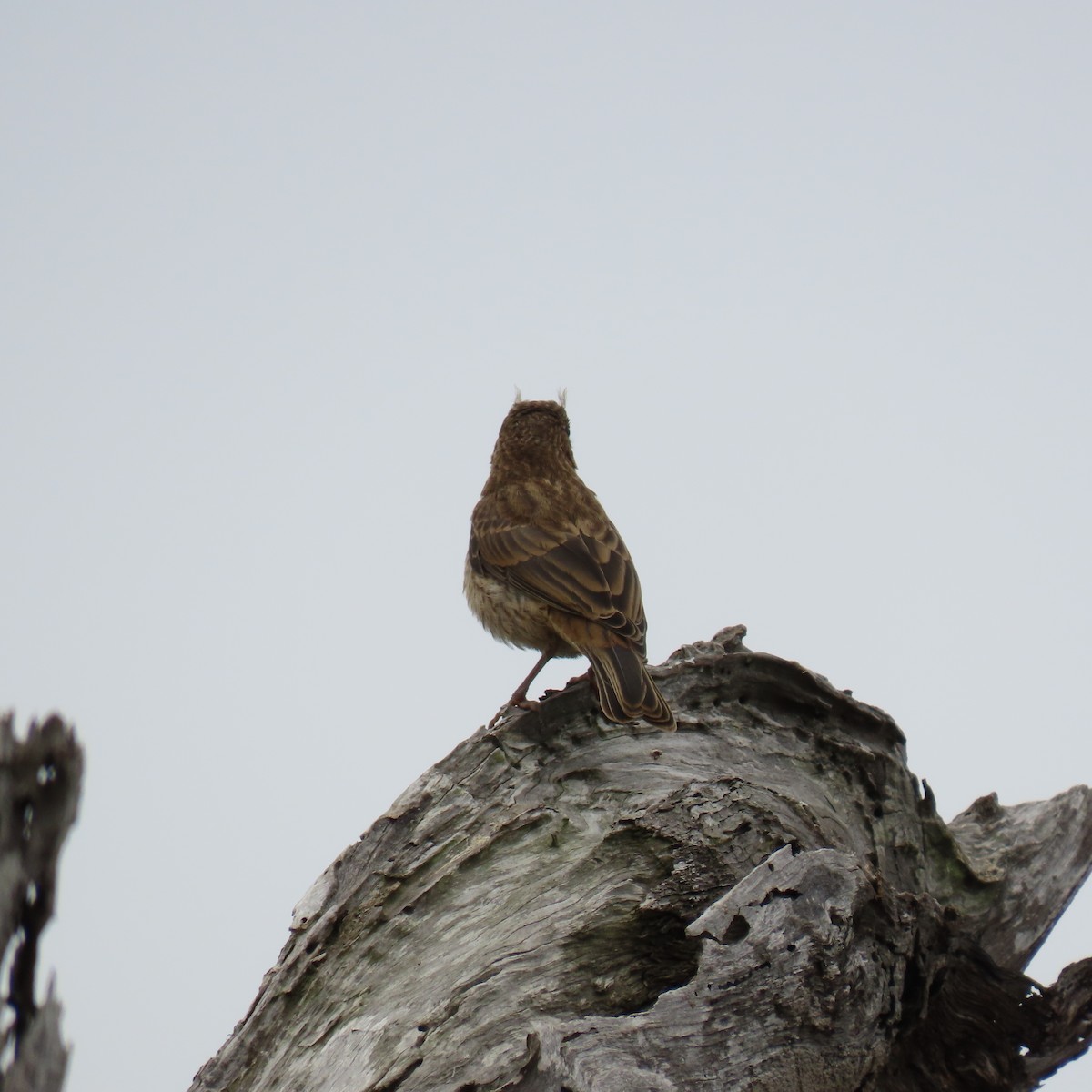 Horned Lark - ML620286650