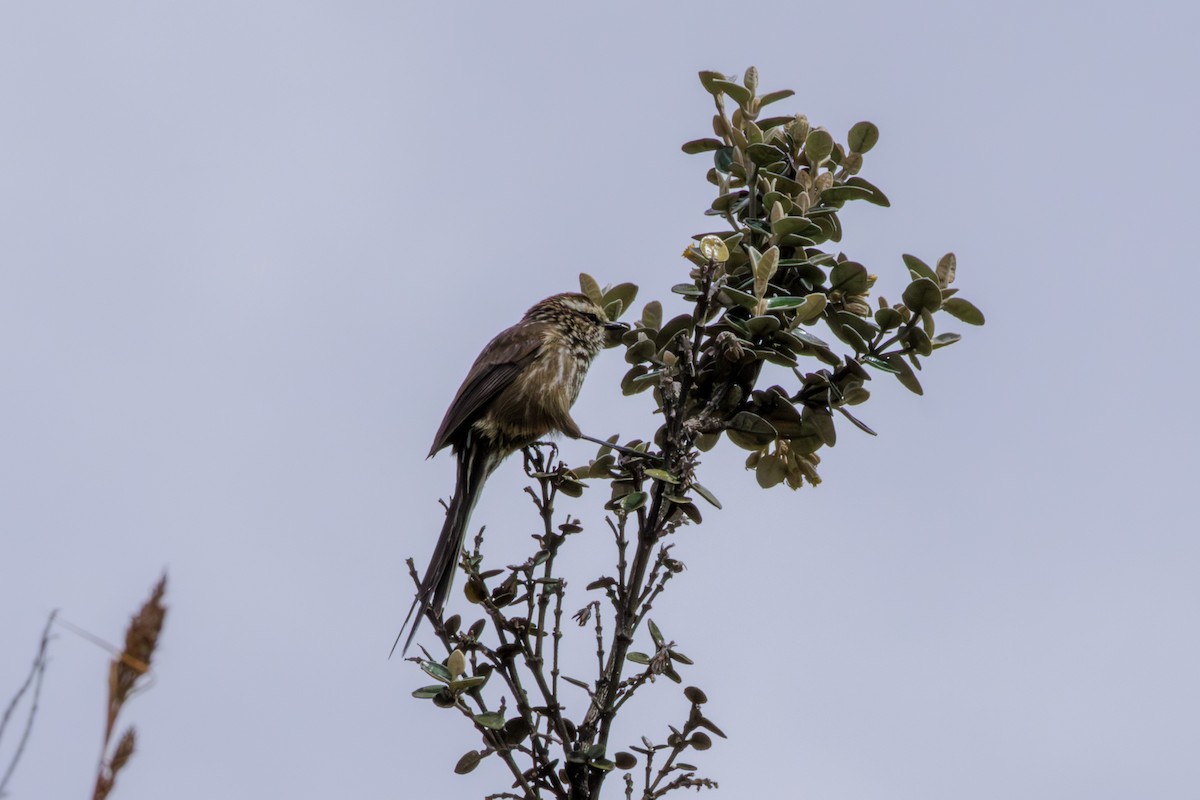 Andean Tit-Spinetail - ML620286653