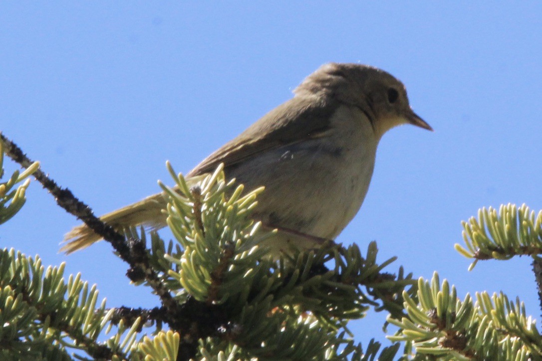 Common Yellowthroat - ML620286654