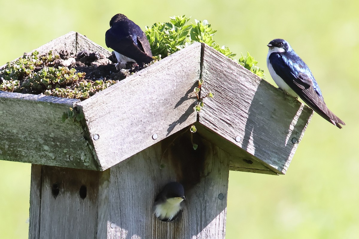 Tree Swallow - ML620286655