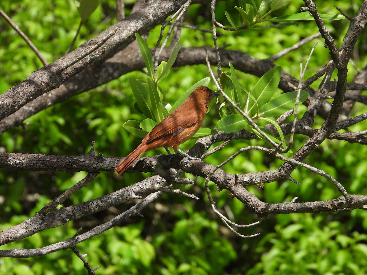 White-lined Tanager - ML620286656