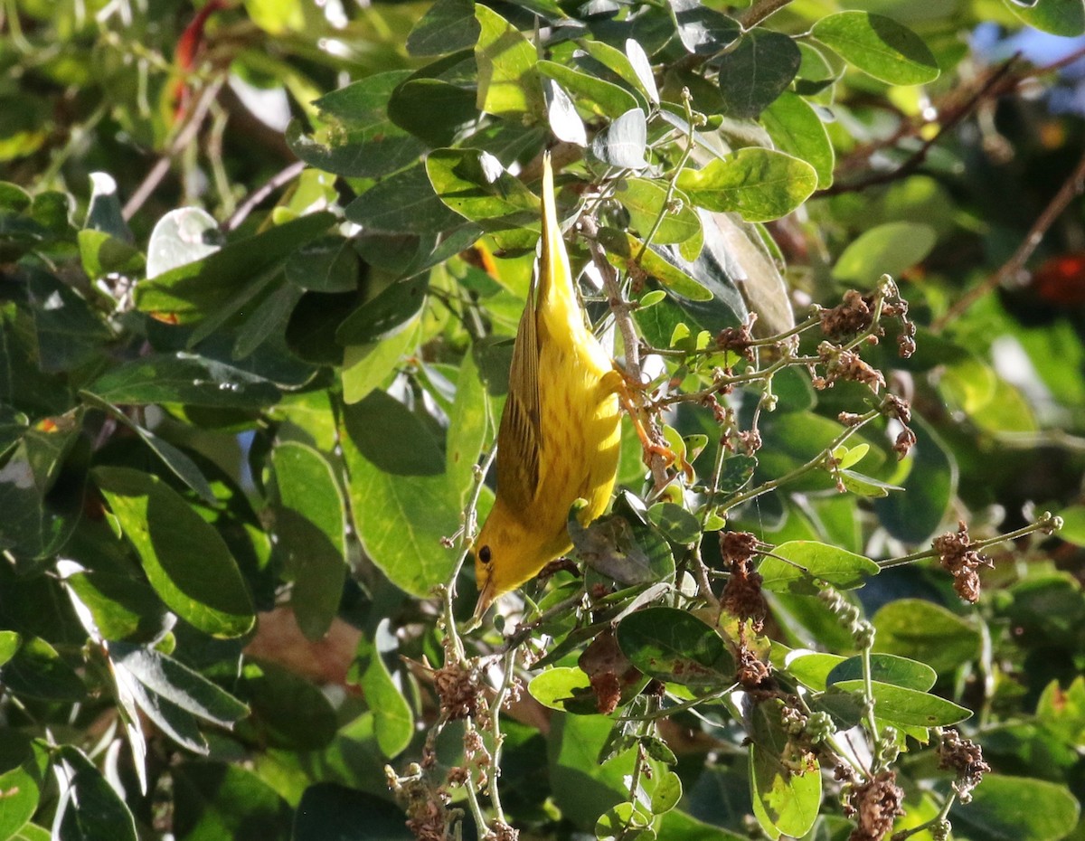 Yellow Warbler - ML620286657