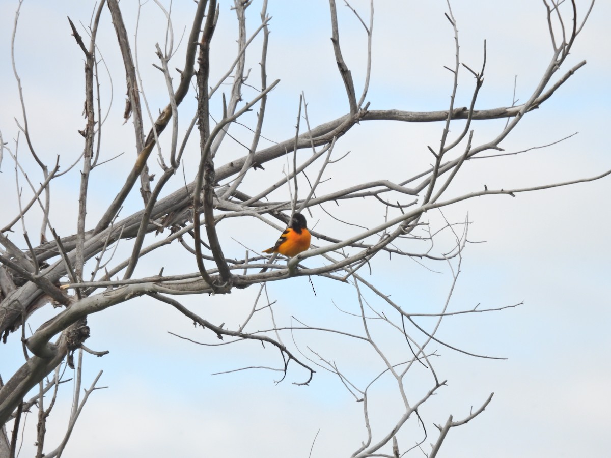 Baltimore Oriole - ML620286658