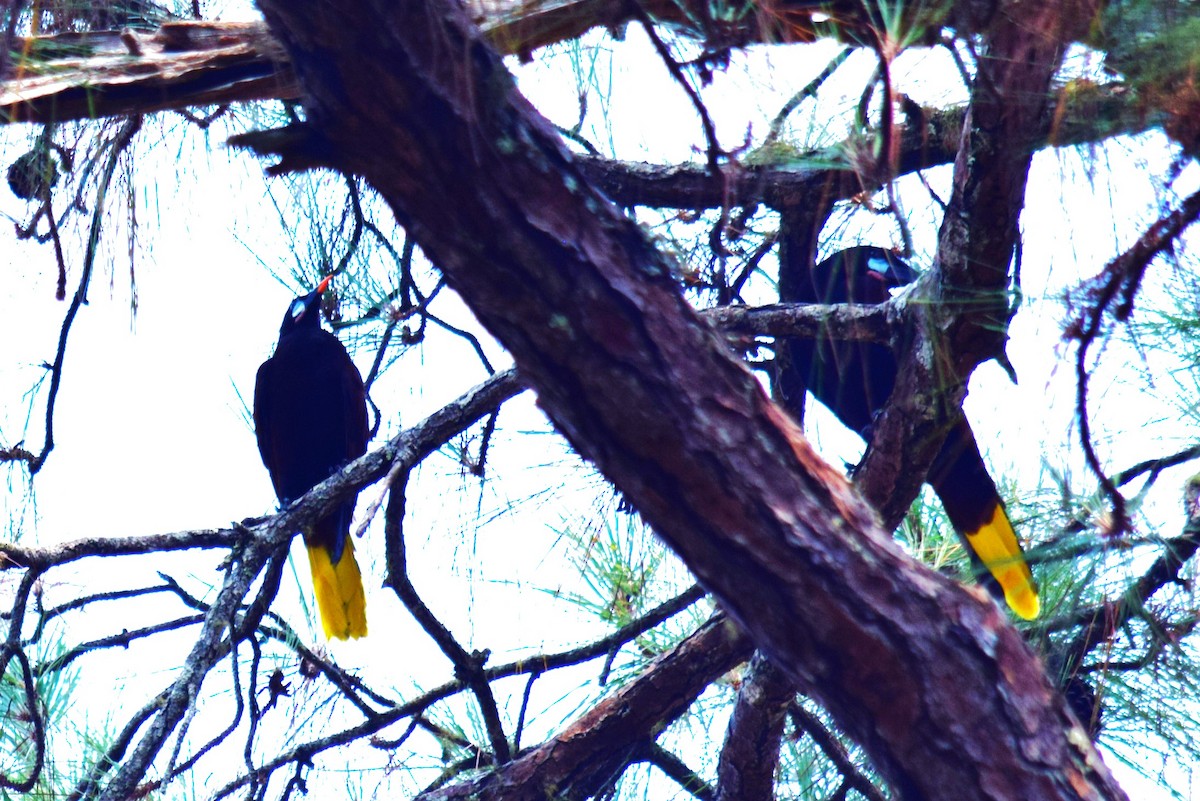 Montezuma Oropendola - ML620286659