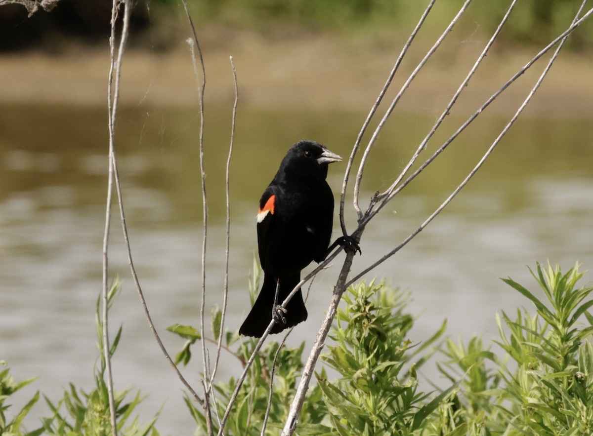 Red-winged Blackbird (Red-winged) - ML620286661
