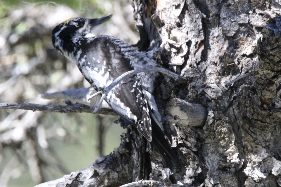 American Three-toed Woodpecker - ML620286662