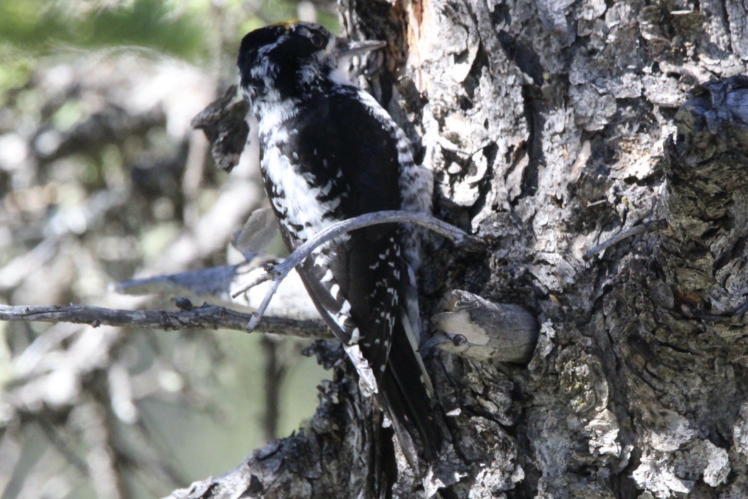 American Three-toed Woodpecker - ML620286663