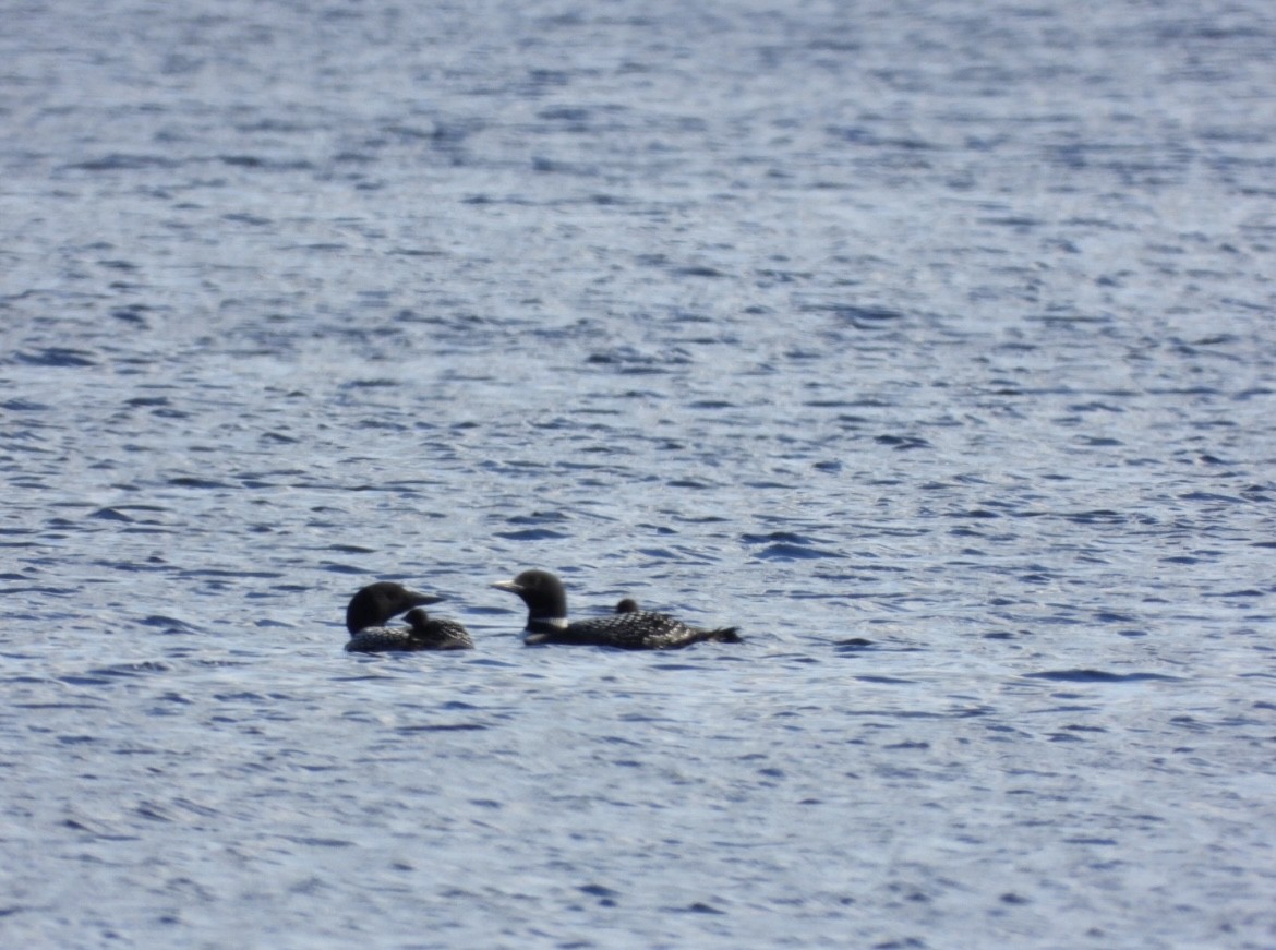 Common Loon - ML620286667