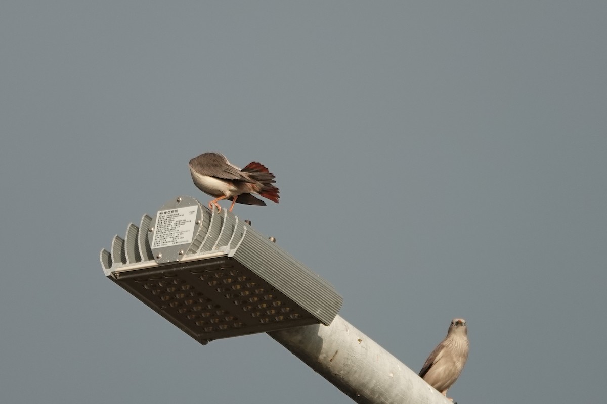 Chestnut-tailed Starling - ML620286669