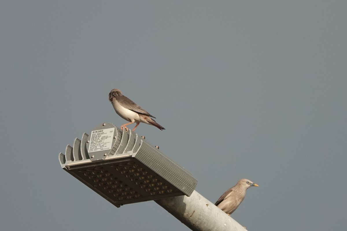 Chestnut-tailed Starling - ML620286670