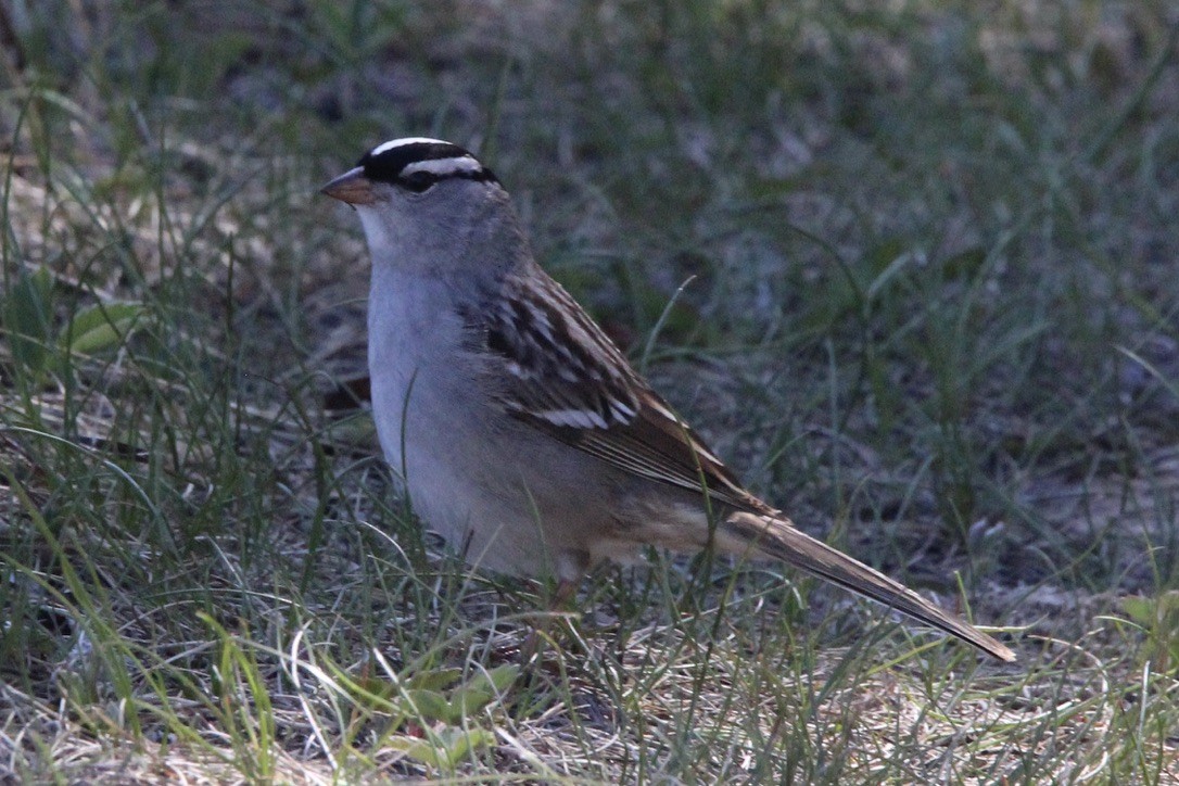 White-crowned Sparrow - ML620286673