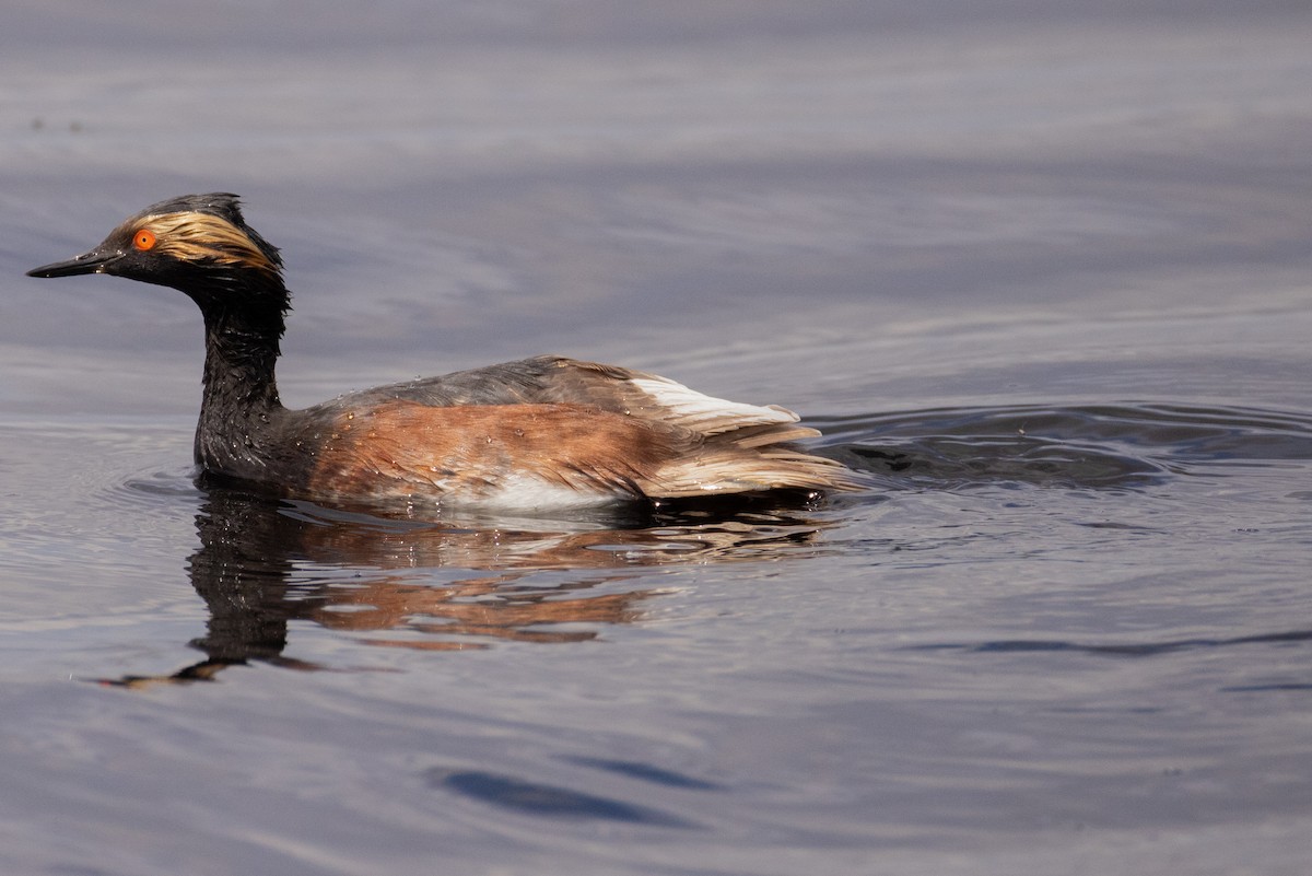 Eared Grebe - ML620286675