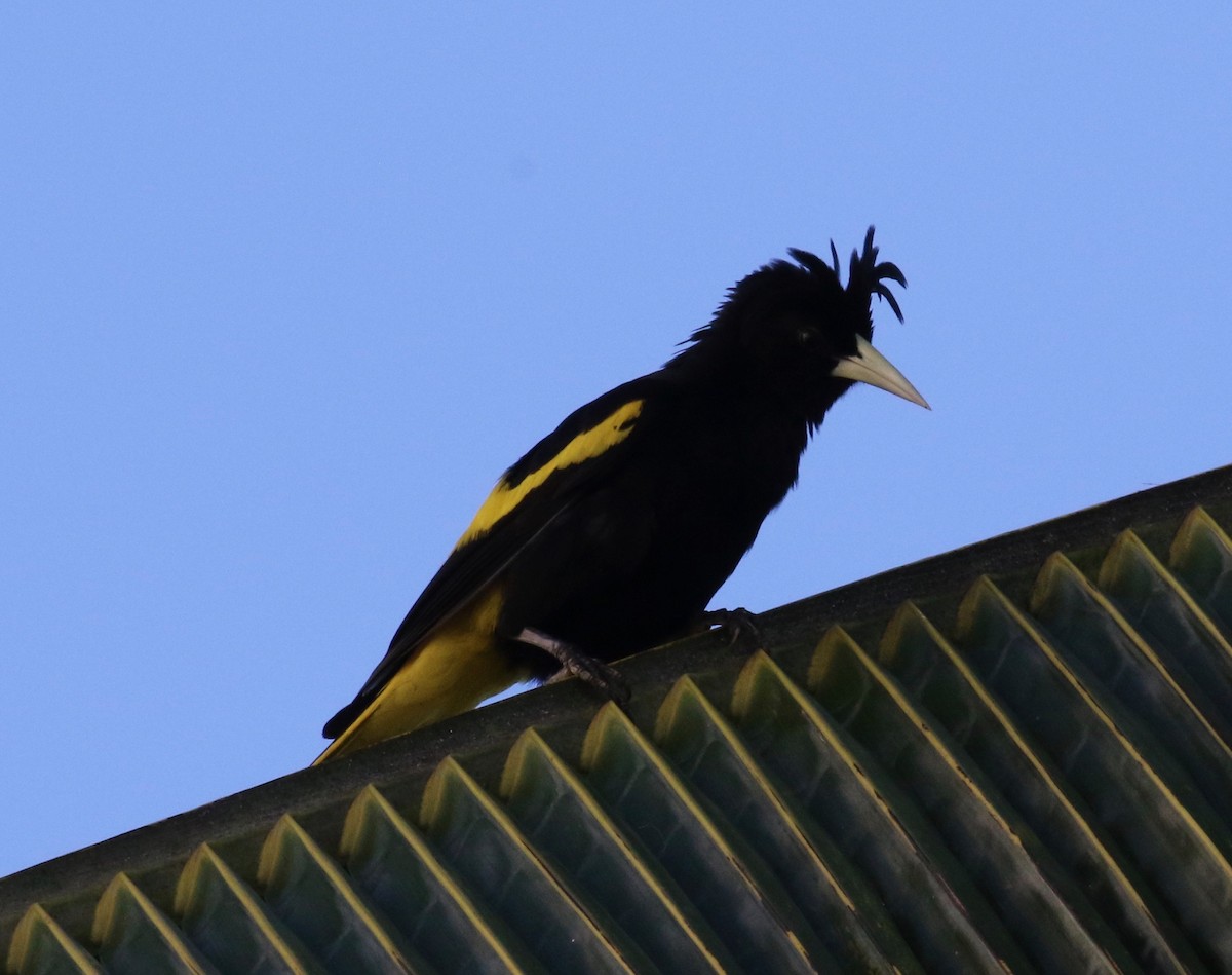 Yellow-winged Cacique - Dan Waggoner