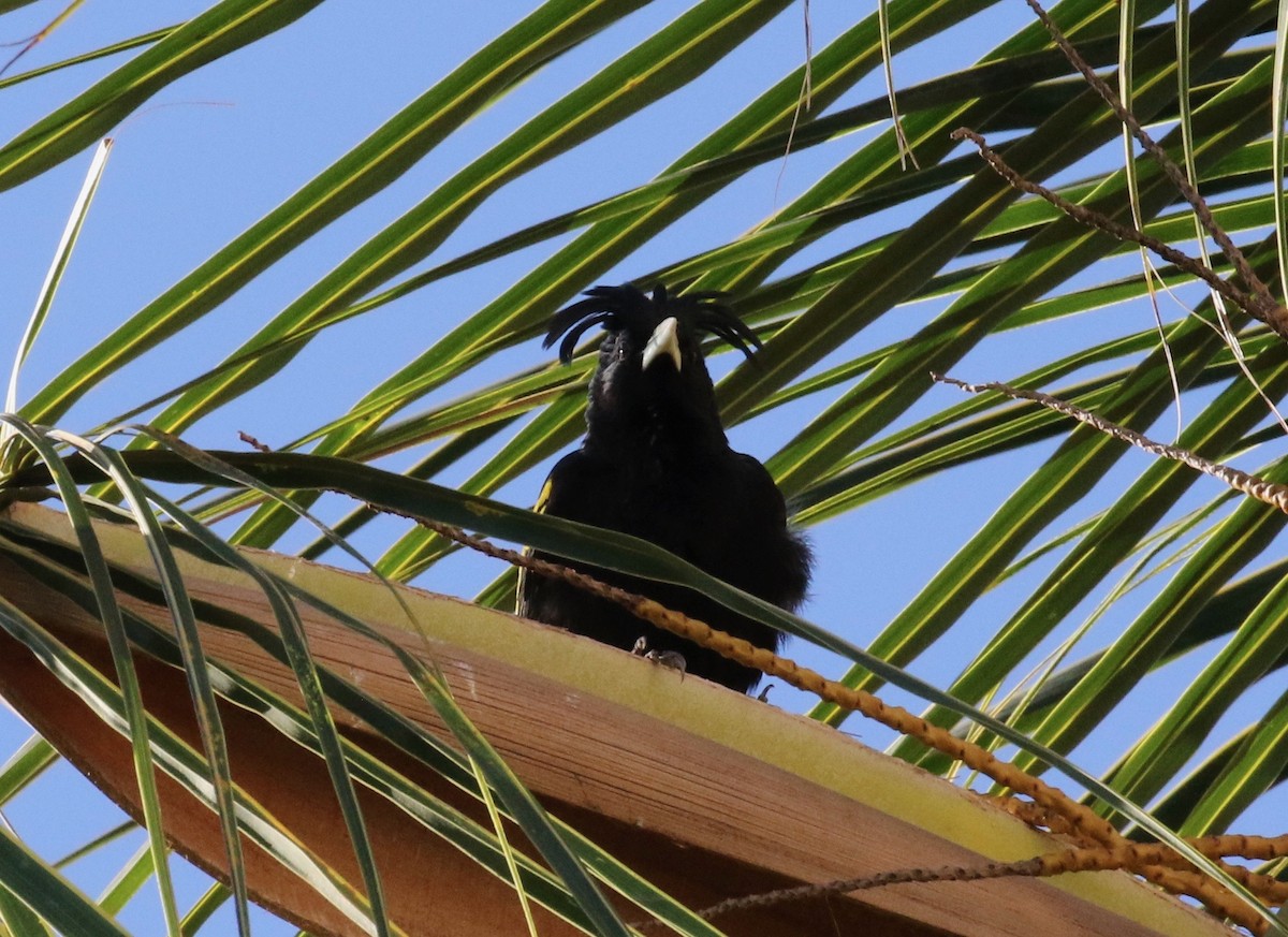 Yellow-winged Cacique - ML620286678