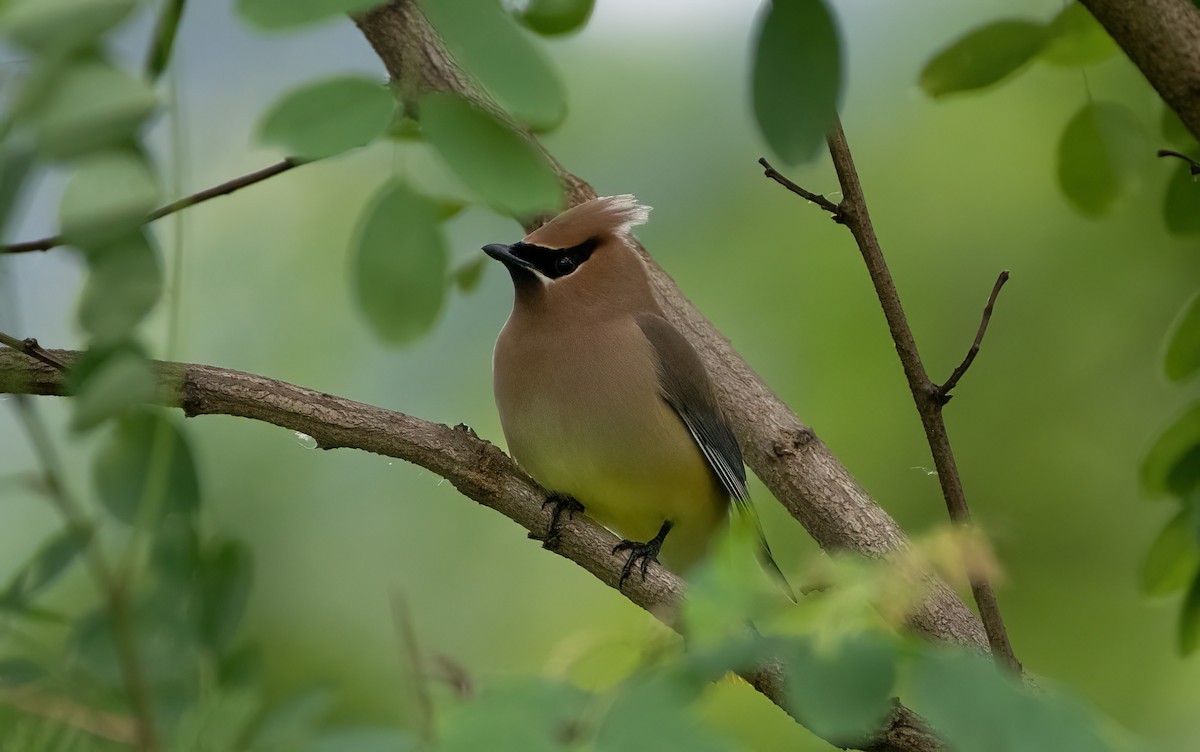 Cedar Waxwing - ML620286682