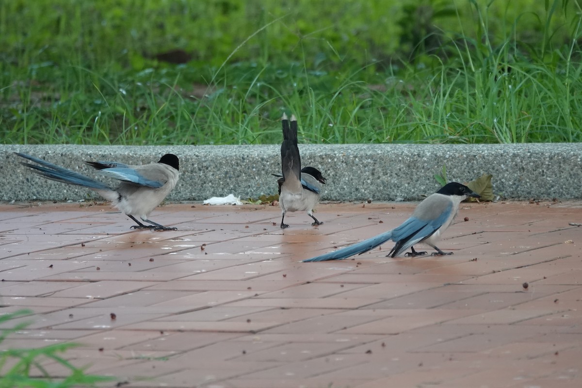 Azure-winged Magpie - ML620286683