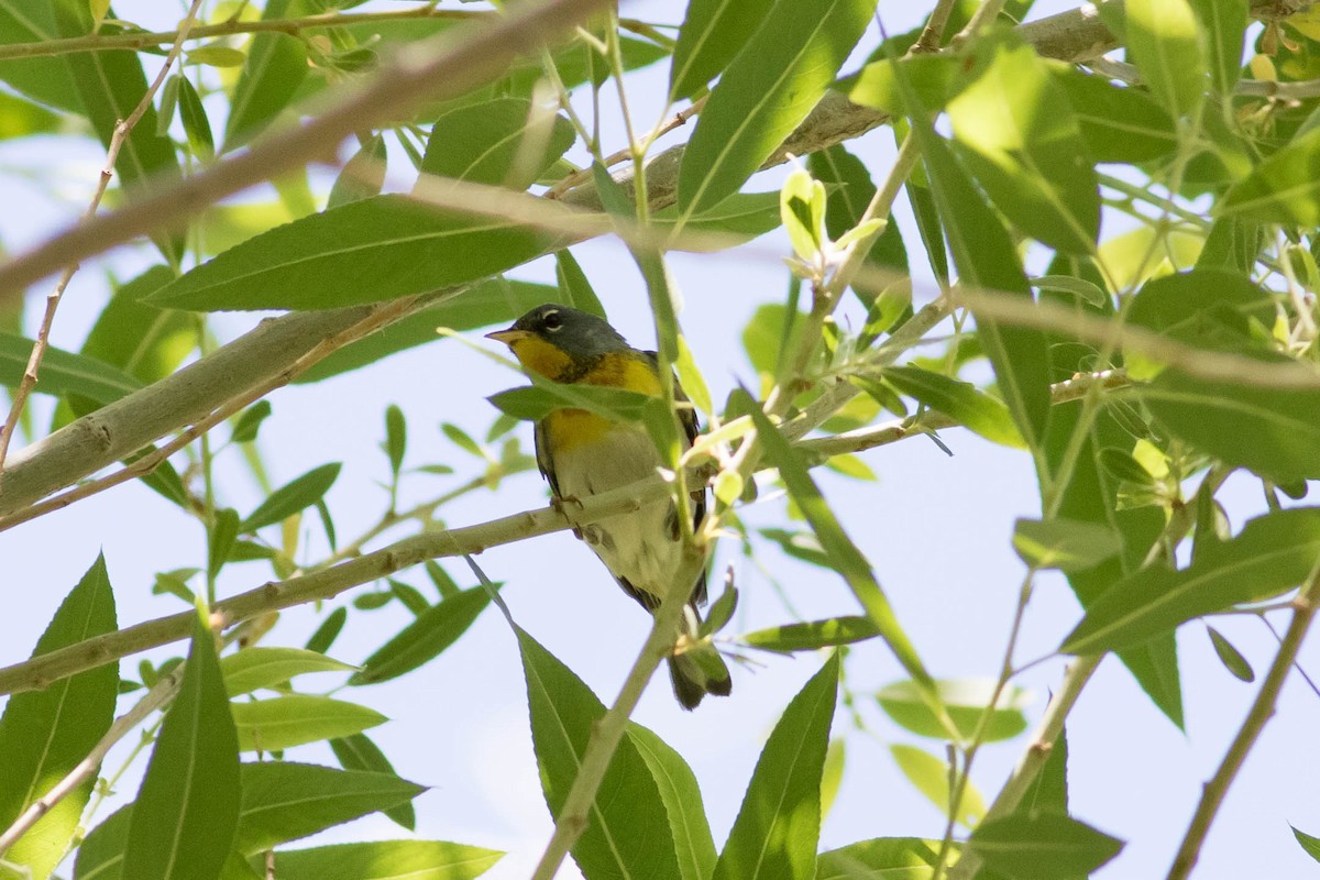 Northern Parula - ML620286685