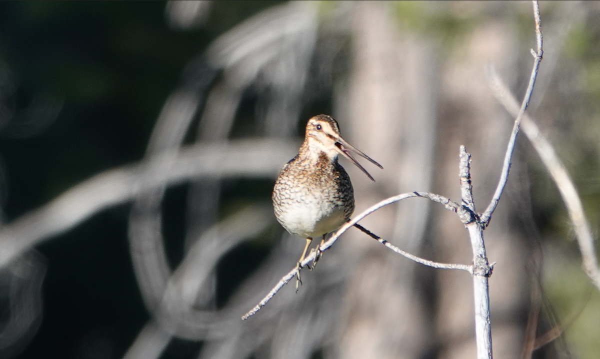 Wilson's Snipe - ML620286698