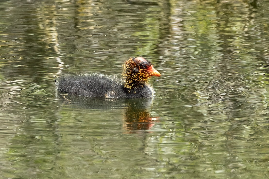 Foulque d'Amérique - ML620286703