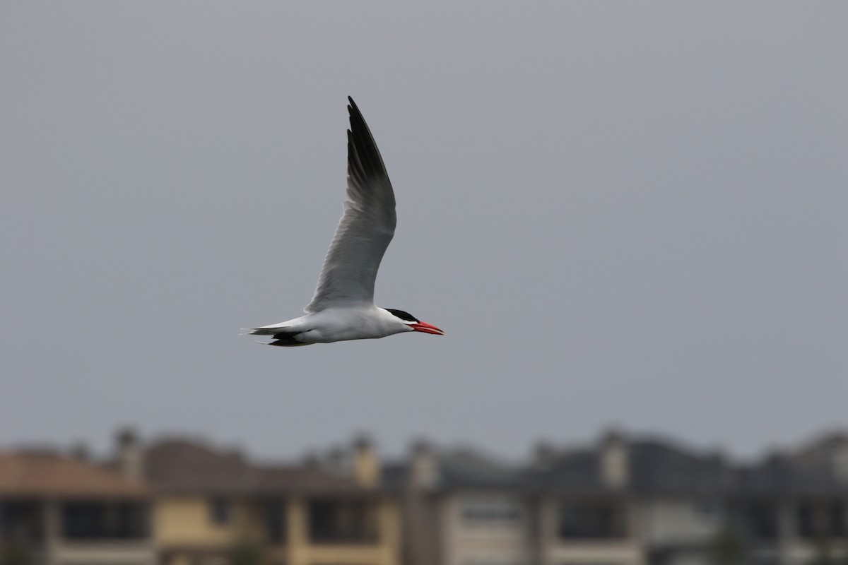 Caspian Tern - ML62028671