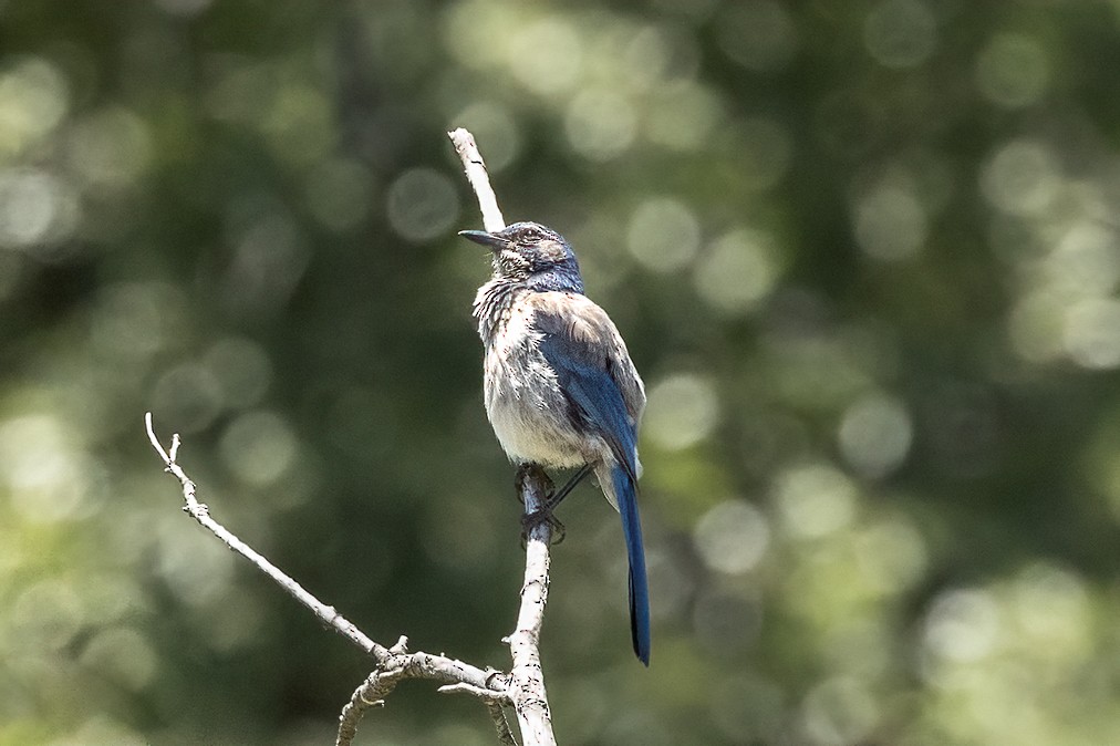 California Scrub-Jay - ML620286713