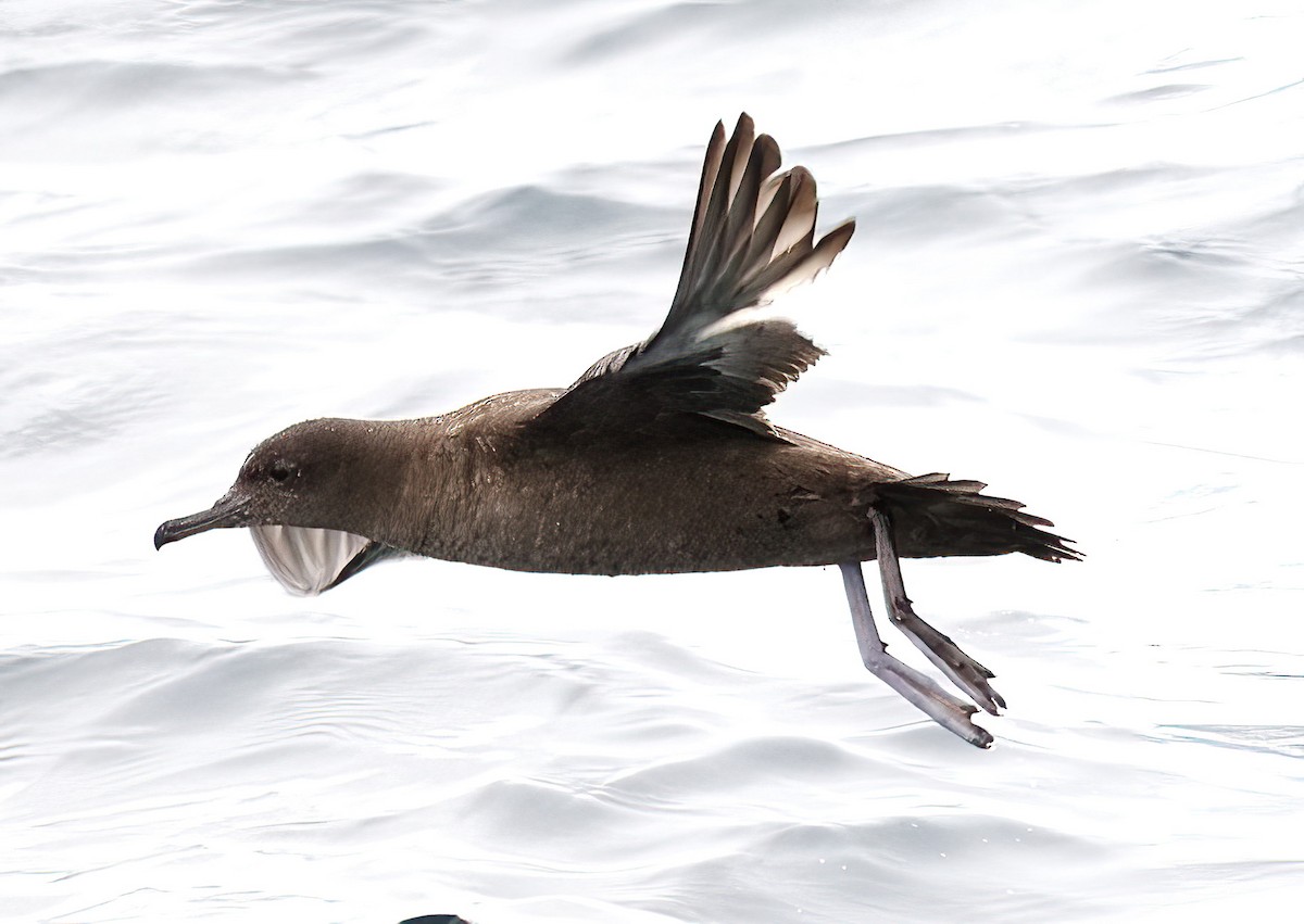 Sooty Shearwater - ML620286715